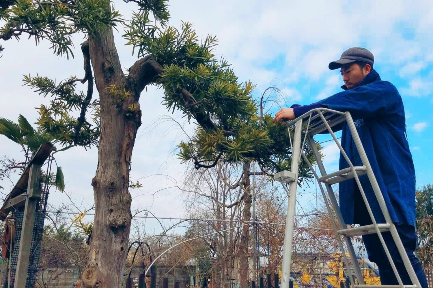 図解入り 庭木剪定の基本 植木の種類ごとのお手入れ方法と剪定時期 お庭110番 多機能ストレートヘッドガーデニング剪定庭剪定せん断ノンスリップ省人花支店と枝のせん断 Vladatk Kim Ba